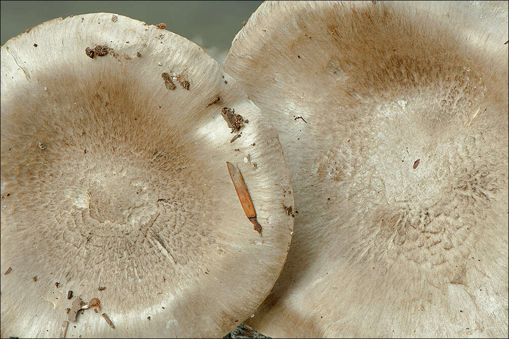 Image of Tricholoma lascivum (Fr.) Gillet 1874