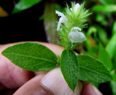 Image of Justicia procumbens L.