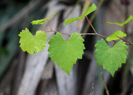 Image of muscadine