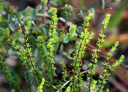 Image of Atlantic St. John's-Wort