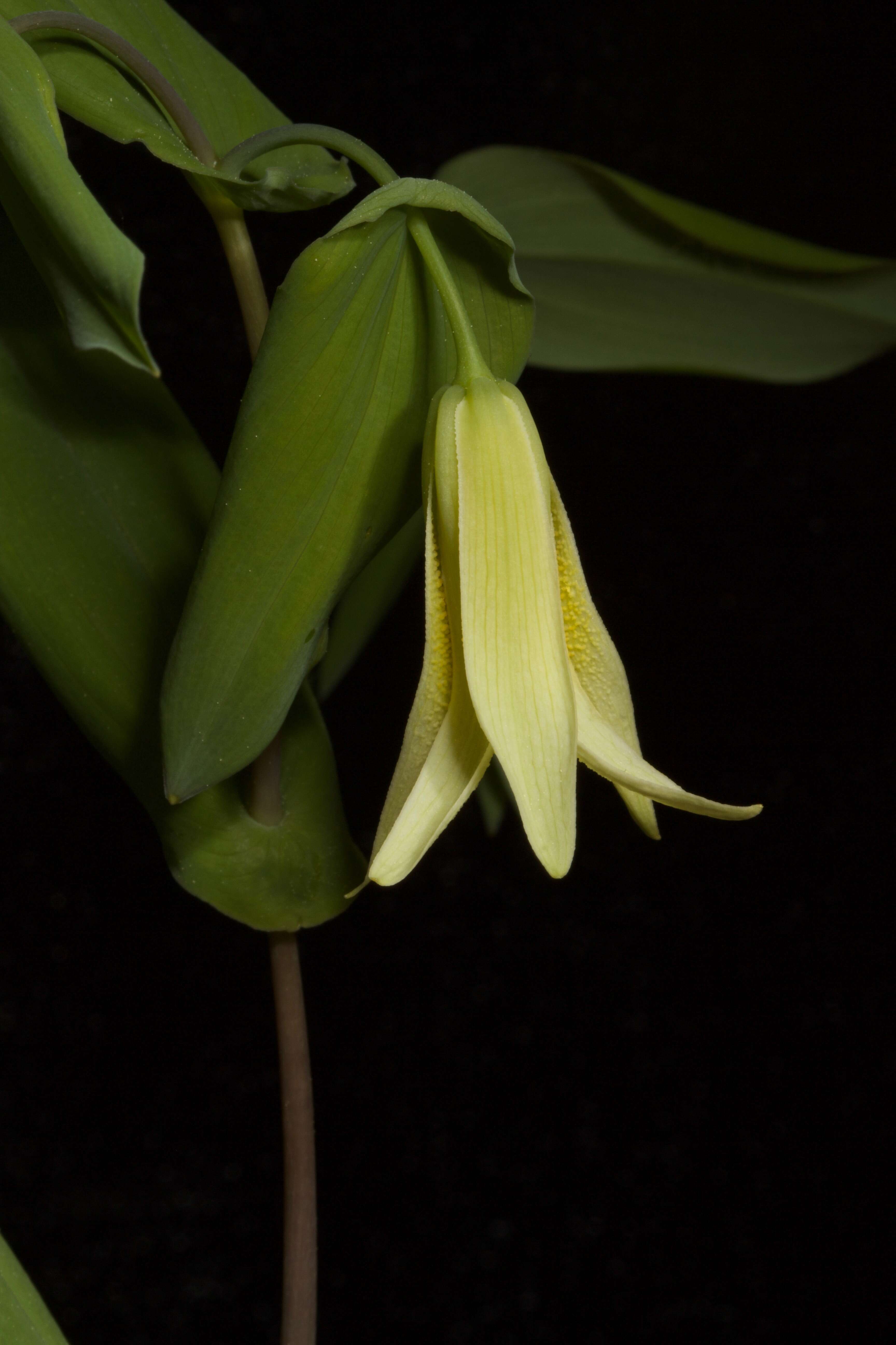 Image of perfoliate bellwort