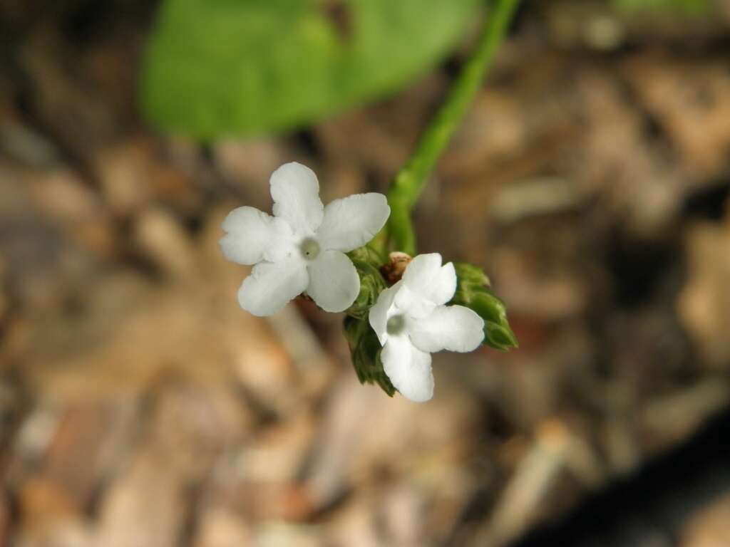 Image de Elytraria caroliniensis (J. F. Gmel.) Pers.