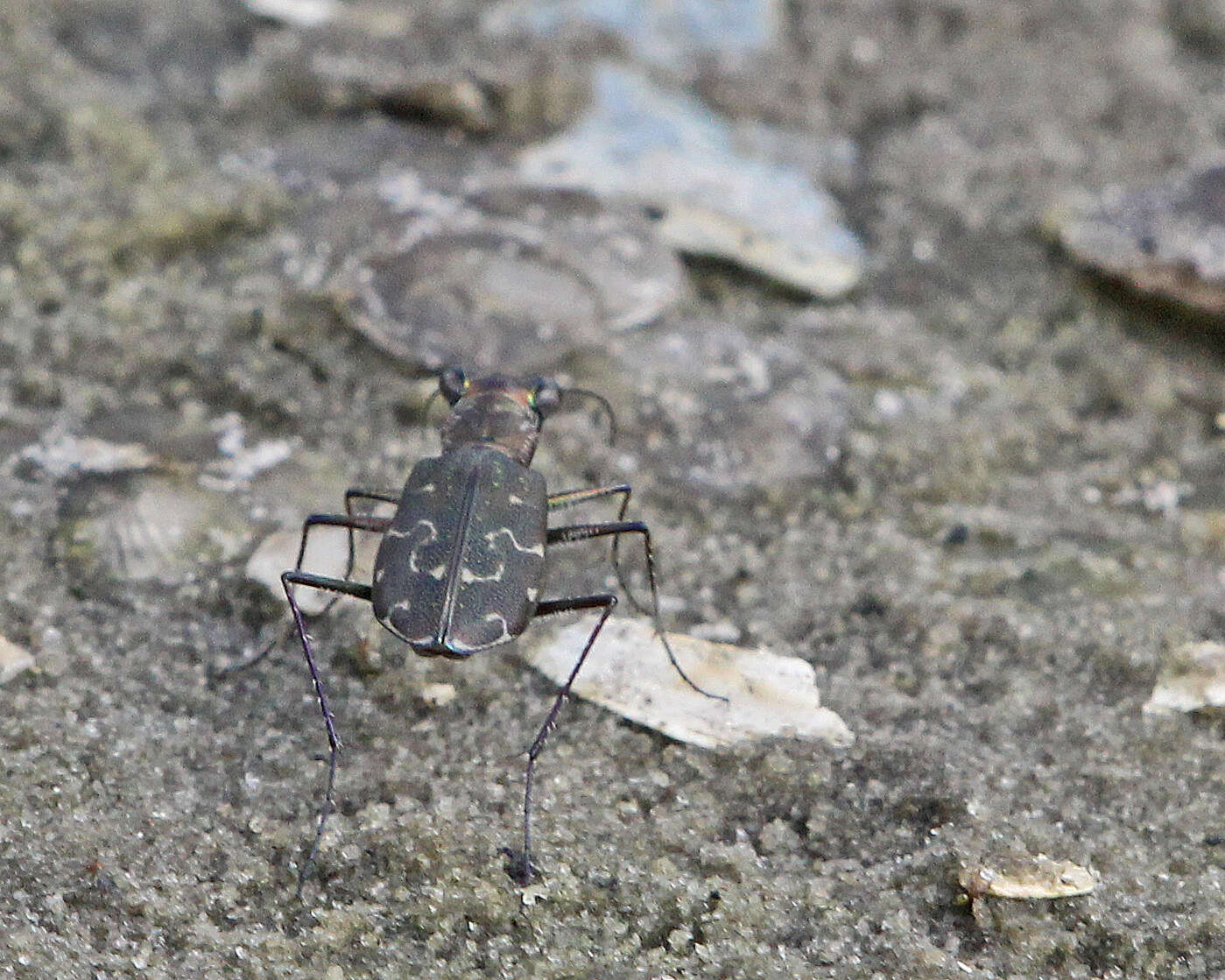 Image of Cicindela (Cicindelidia) trifasciata ascendens Le Conte 1851