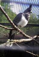 Image of White-bellied Go-away-bird