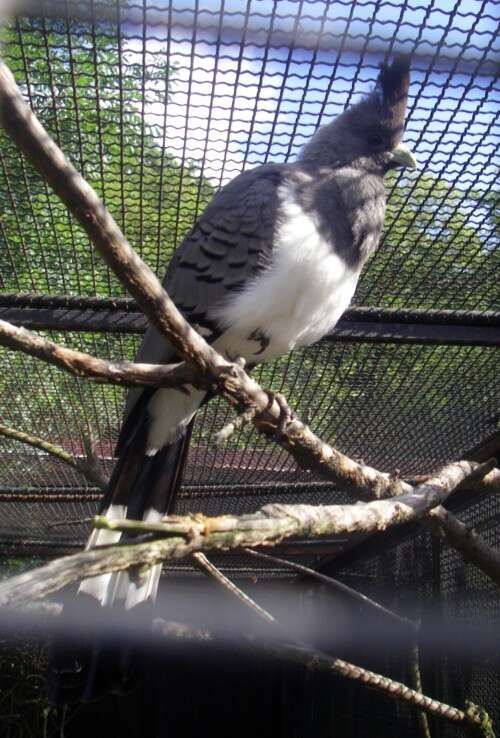 Image of White-bellied Go-away-bird