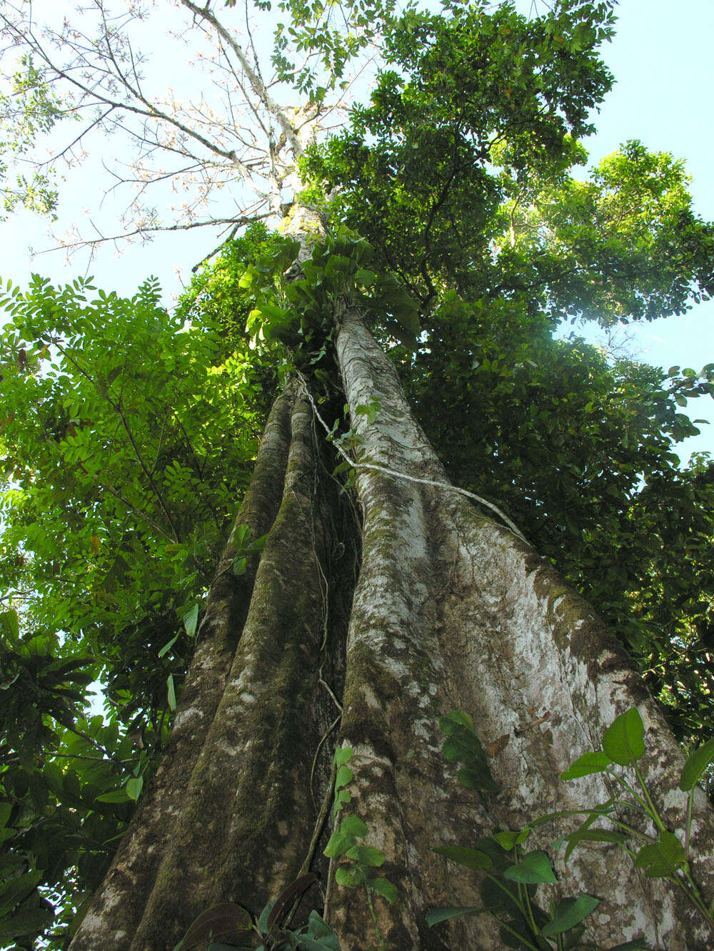 Image of Dussia macroprophyllata (Donn. Sm.) Harms