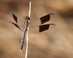 Sivun Erythrodiplax umbrata (Linnaeus 1758) kuva