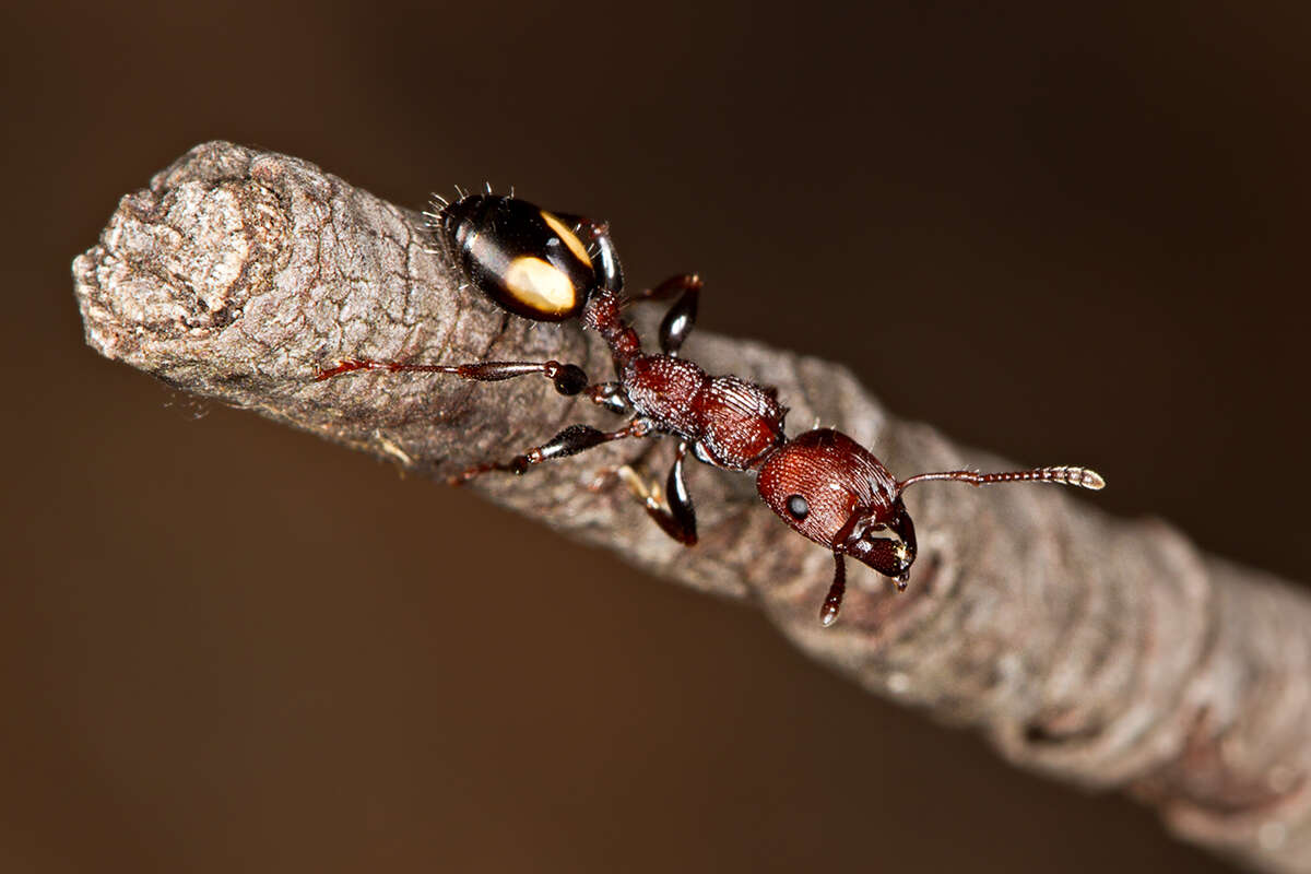 Image de Podomyrma adelaidae (Smith 1858)