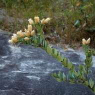 Image of Dasyphyllum reticulatum (DC.) Cabrera