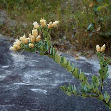 Image of Dasyphyllum reticulatum (DC.) Cabrera