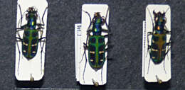 Image of Cicindela (Cosmodela) duponti Dejean 1826