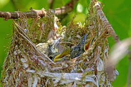 Image of White-eyed Vireo