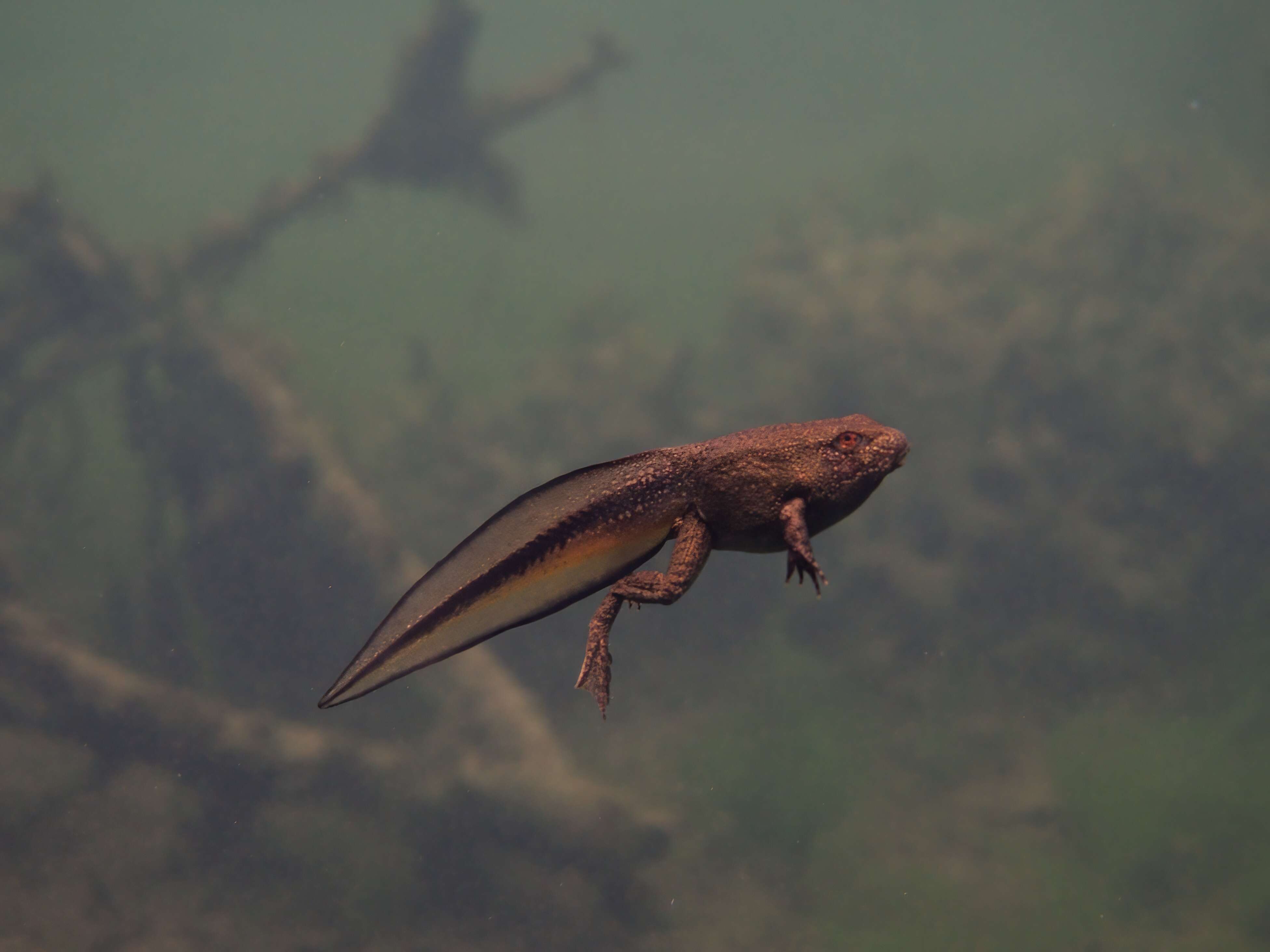 Sivun Lithobates heckscheri (Wright 1924) kuva