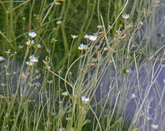 Imagem de Sagittaria subulata (L.) Buchenau