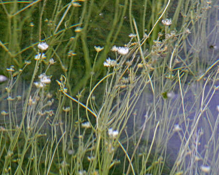 Imagem de Sagittaria subulata (L.) Buchenau