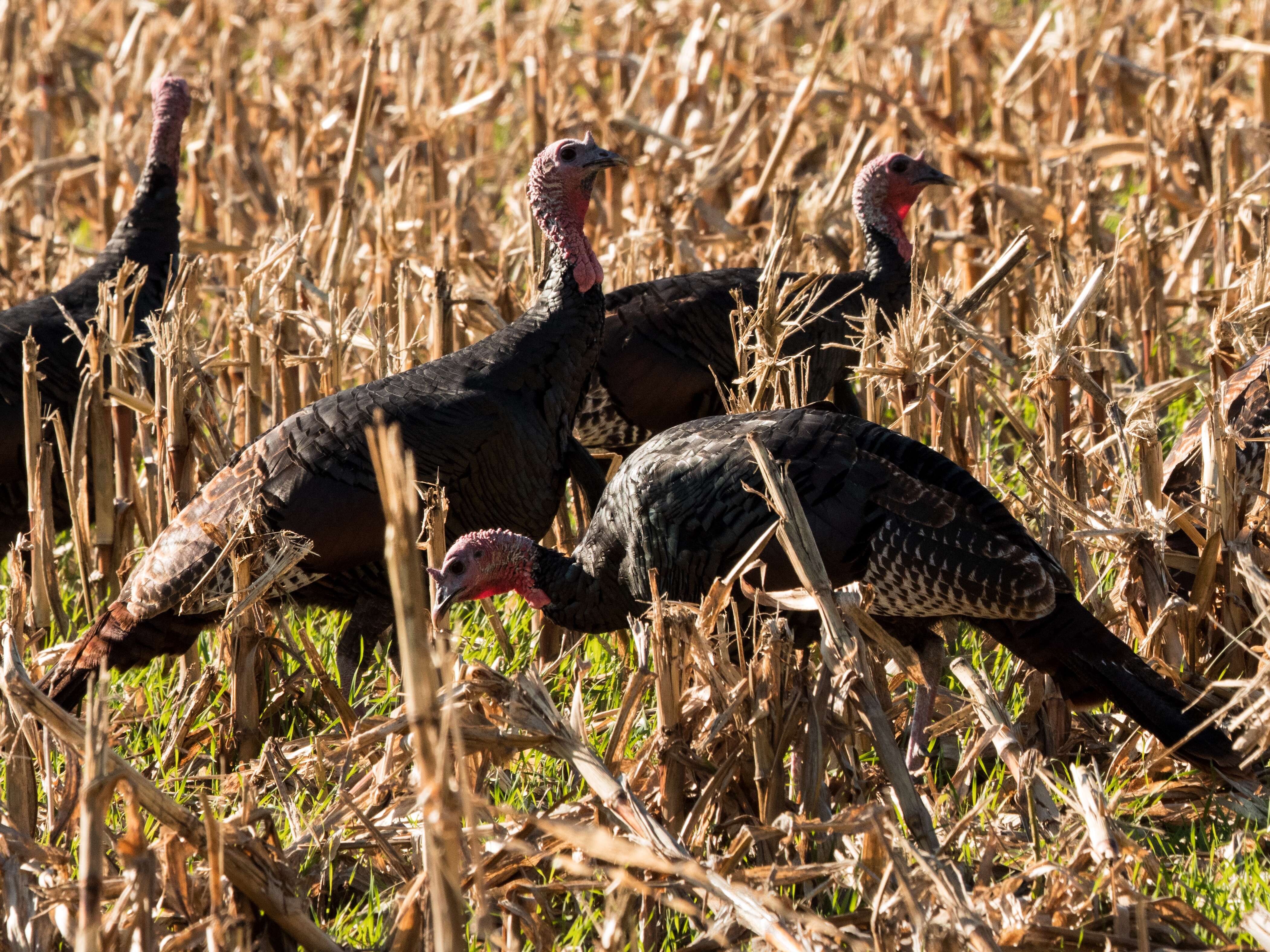 Imagem de Meleagris gallopavo Linnaeus 1758