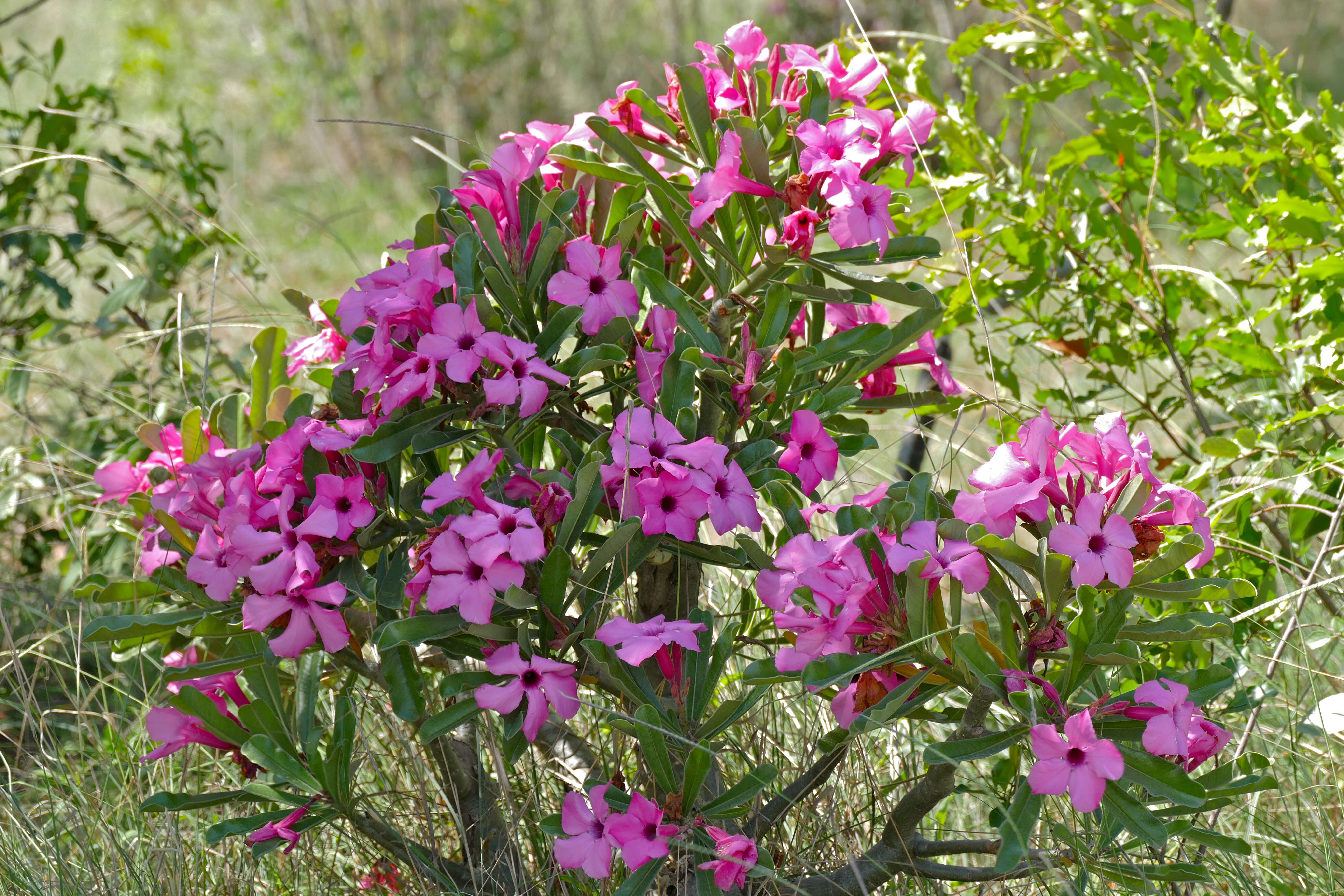 Image de Adenium obesum subsp. swazicum (Stapf) G. D. Rowley