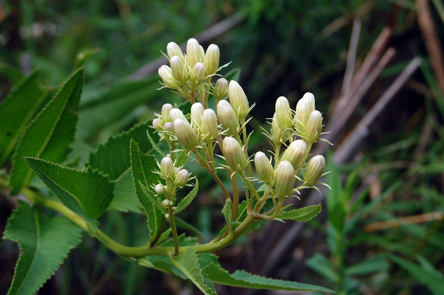 Image of false Indian plantain