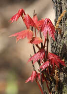 Image of Red Maple