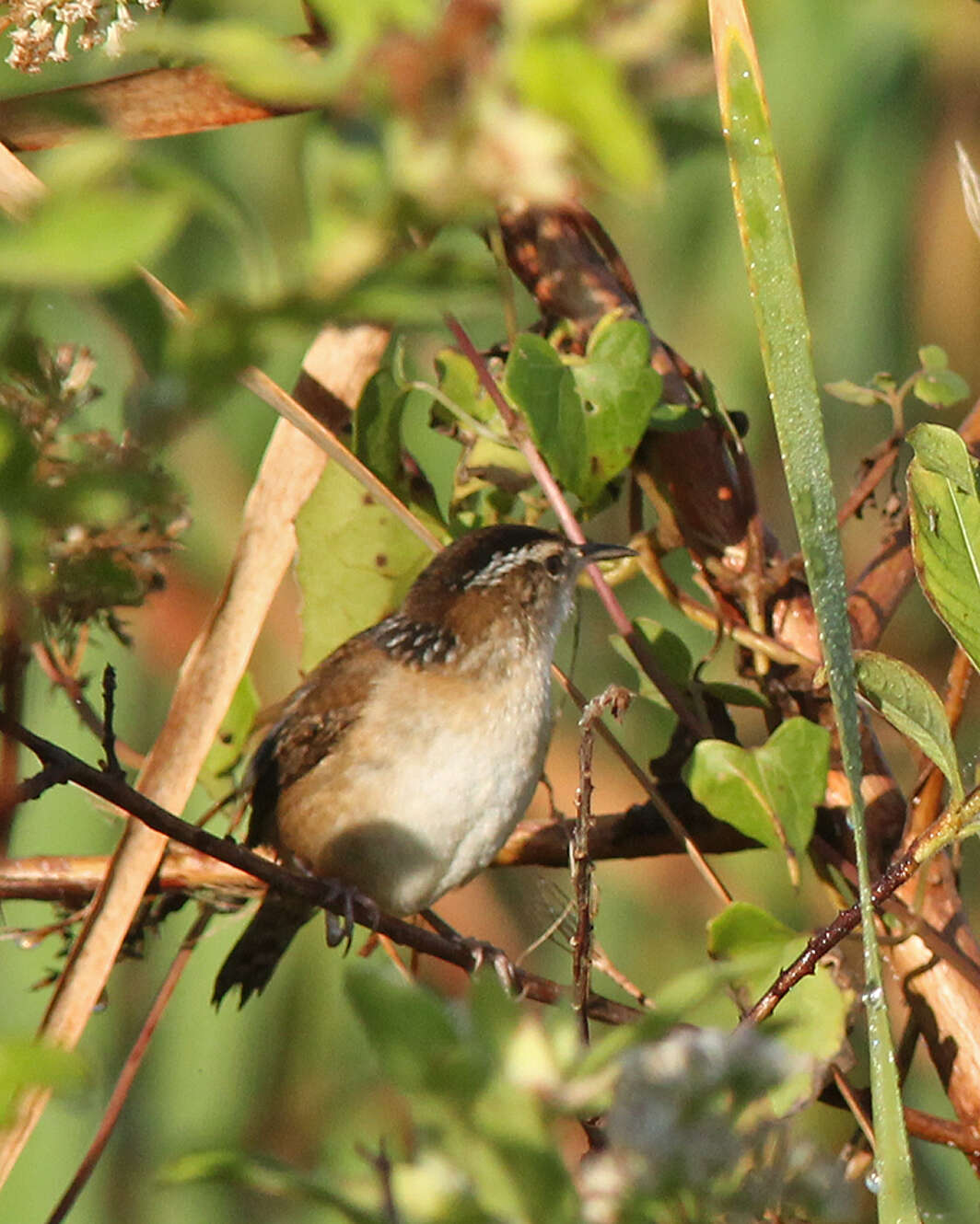 Image of Marsh Wren