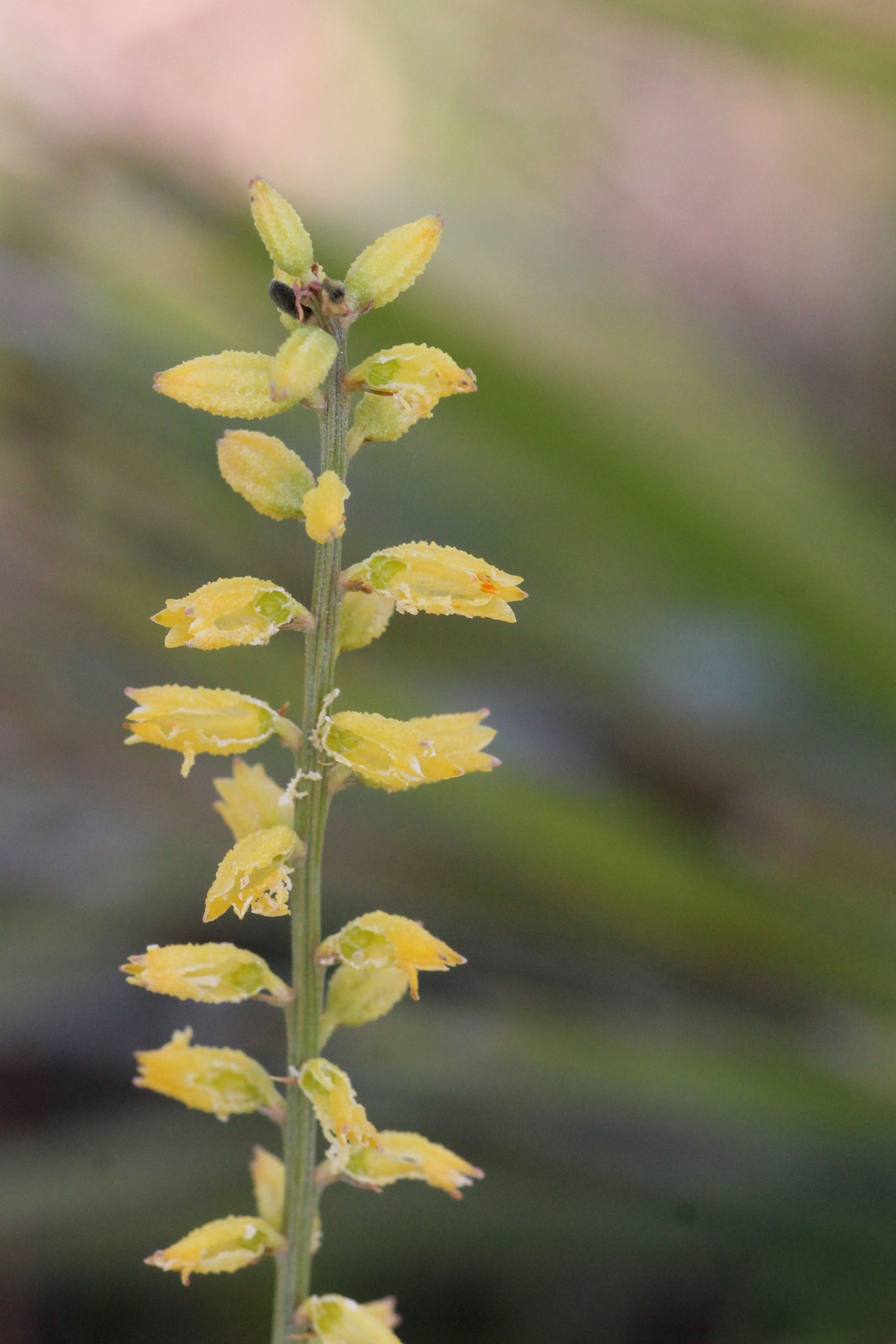 Слика од Aletris lutea Small