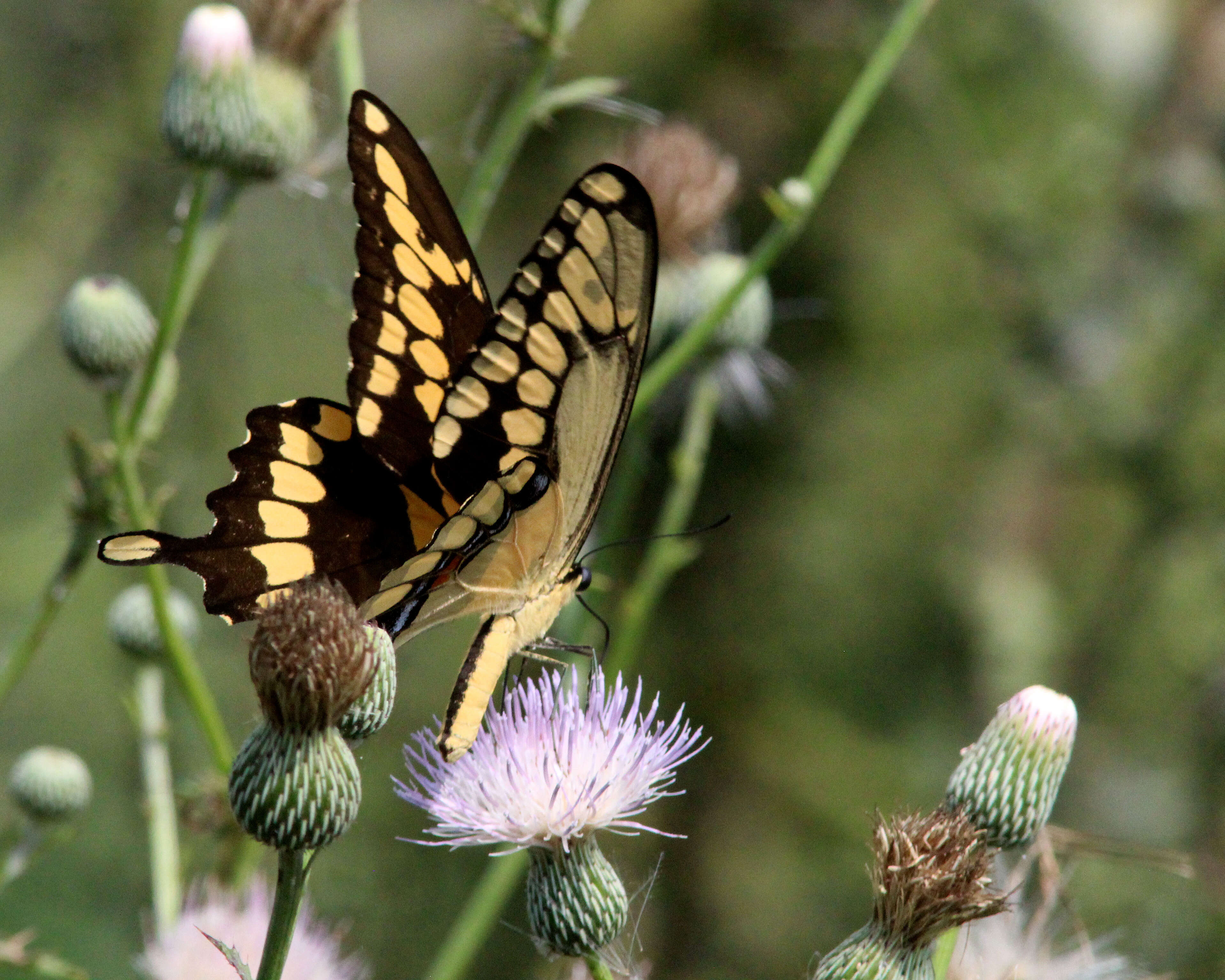 Image of Eastern Giant Swallowtail