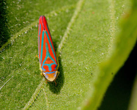 Graphocephala coccinea (Forster & J. R. 1771)的圖片