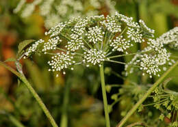 Imagem de Cicuta maculata L.