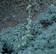 Image de Artemisia pedemontana subsp. assoana (Willk.) Rivas Mart.