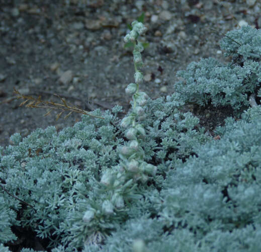 Image of Artemisia pedemontana subsp. assoana (Willk.) Rivas Mart.