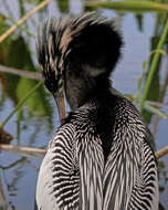 Image de Anhinga d'Amérique