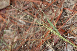 Image of Elliot's lovegrass