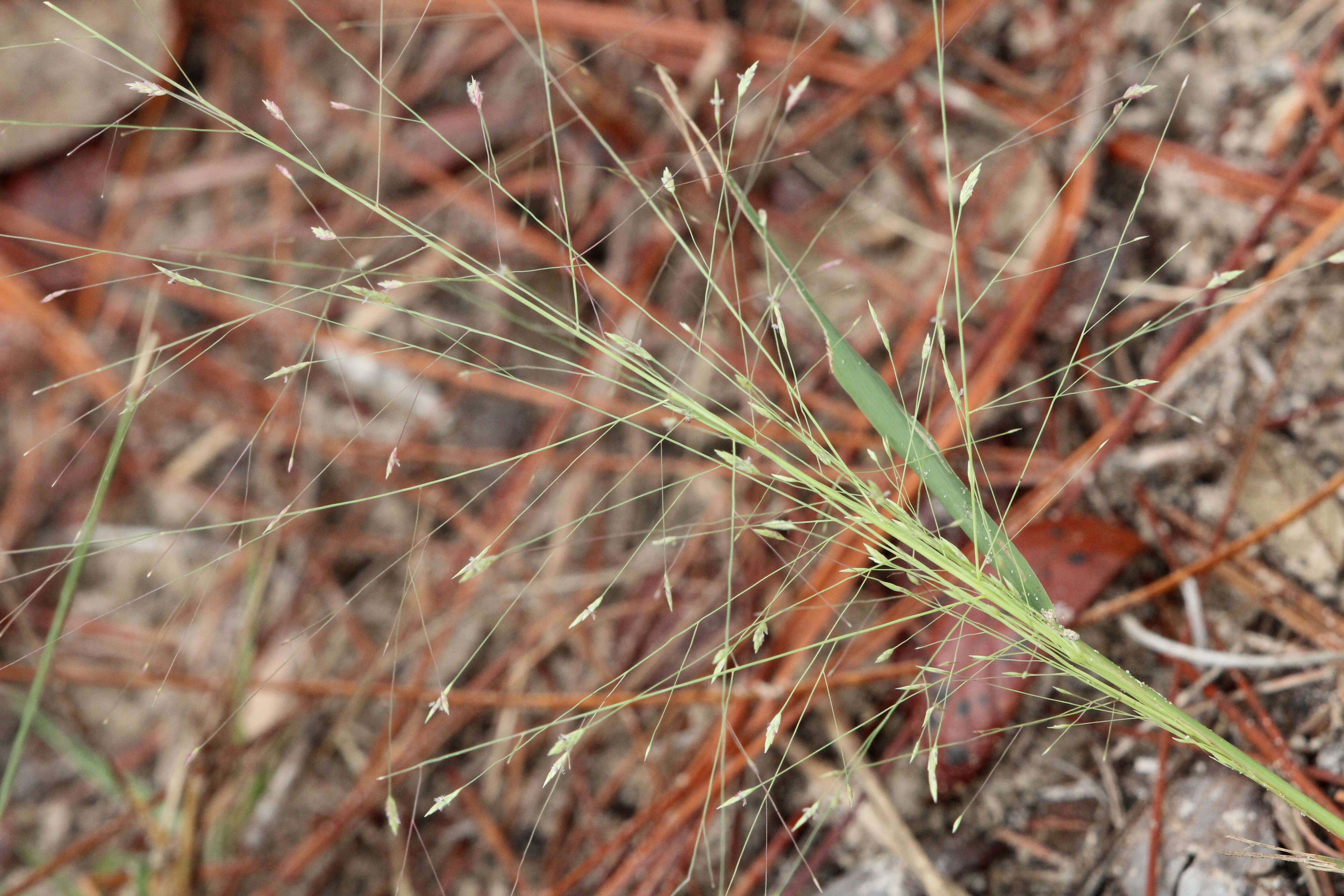 Image of Elliot's lovegrass