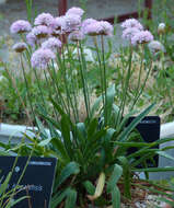 صورة Armeria gaditana Boiss.