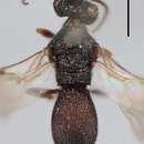 Image of Chelonus breviventris Thomson 1874