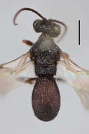 Image of Chelonus breviventris Thomson 1874