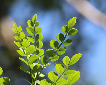 Image of lime pricklyash