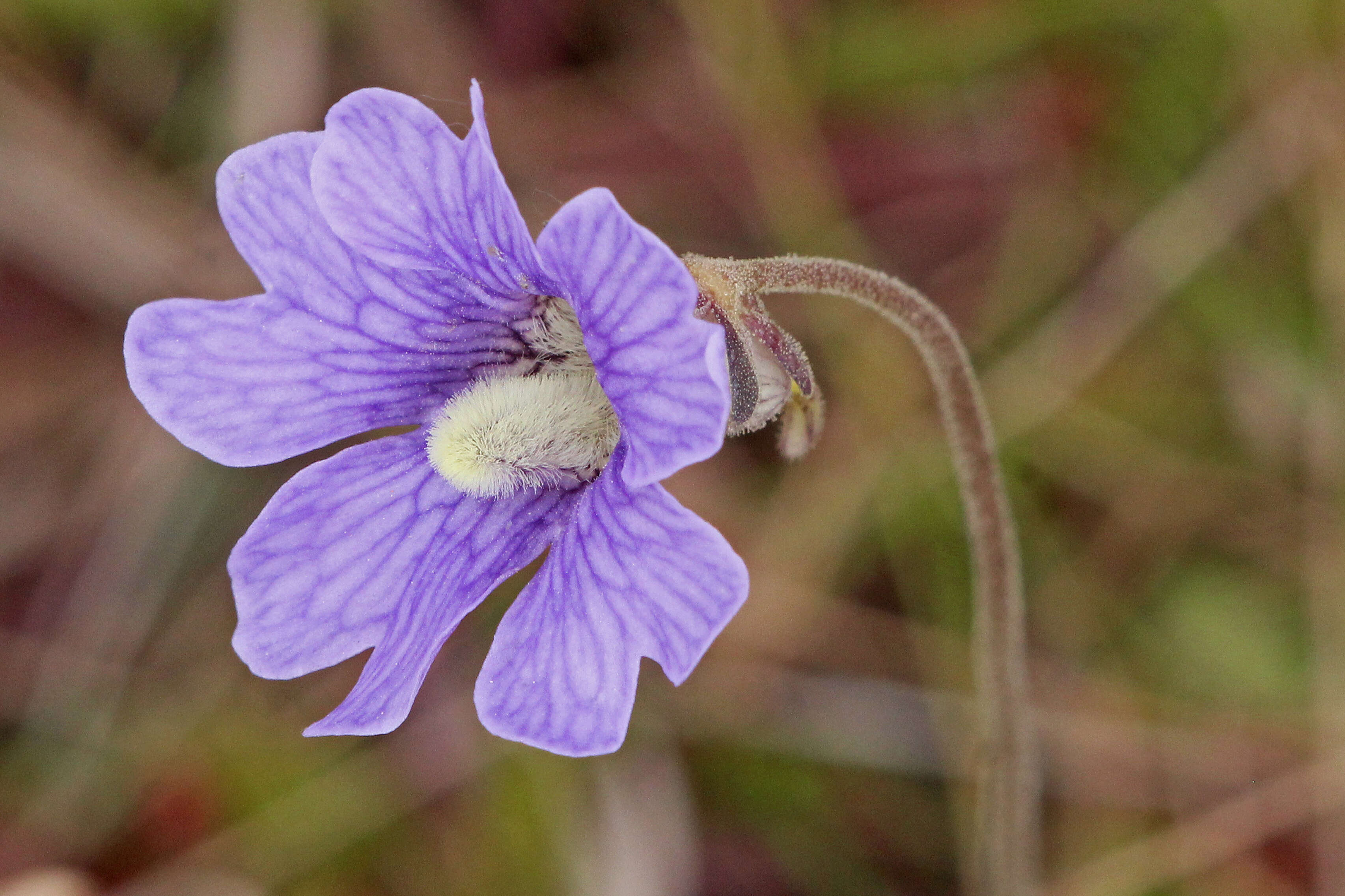 Image of blueflower butterwort