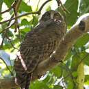 Image de Ninox rufa rufa (Gould 1846)