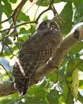 Image de Ninox rufa rufa (Gould 1846)