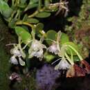 Слика од Epidendrum bilobatum Ames