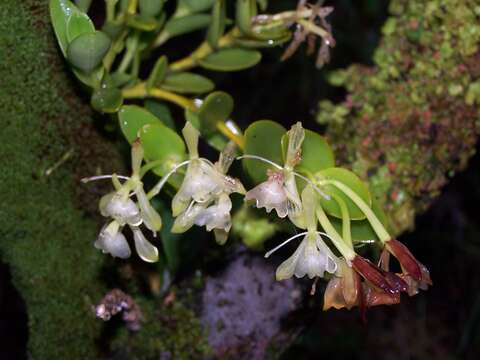 Plancia ëd Epidendrum bilobatum Ames