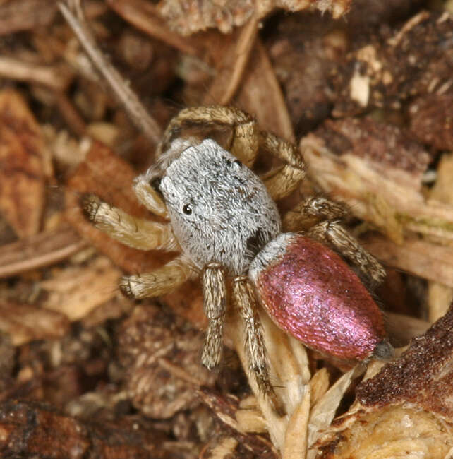 Image of Habronattus decorus (Blackwall 1846)