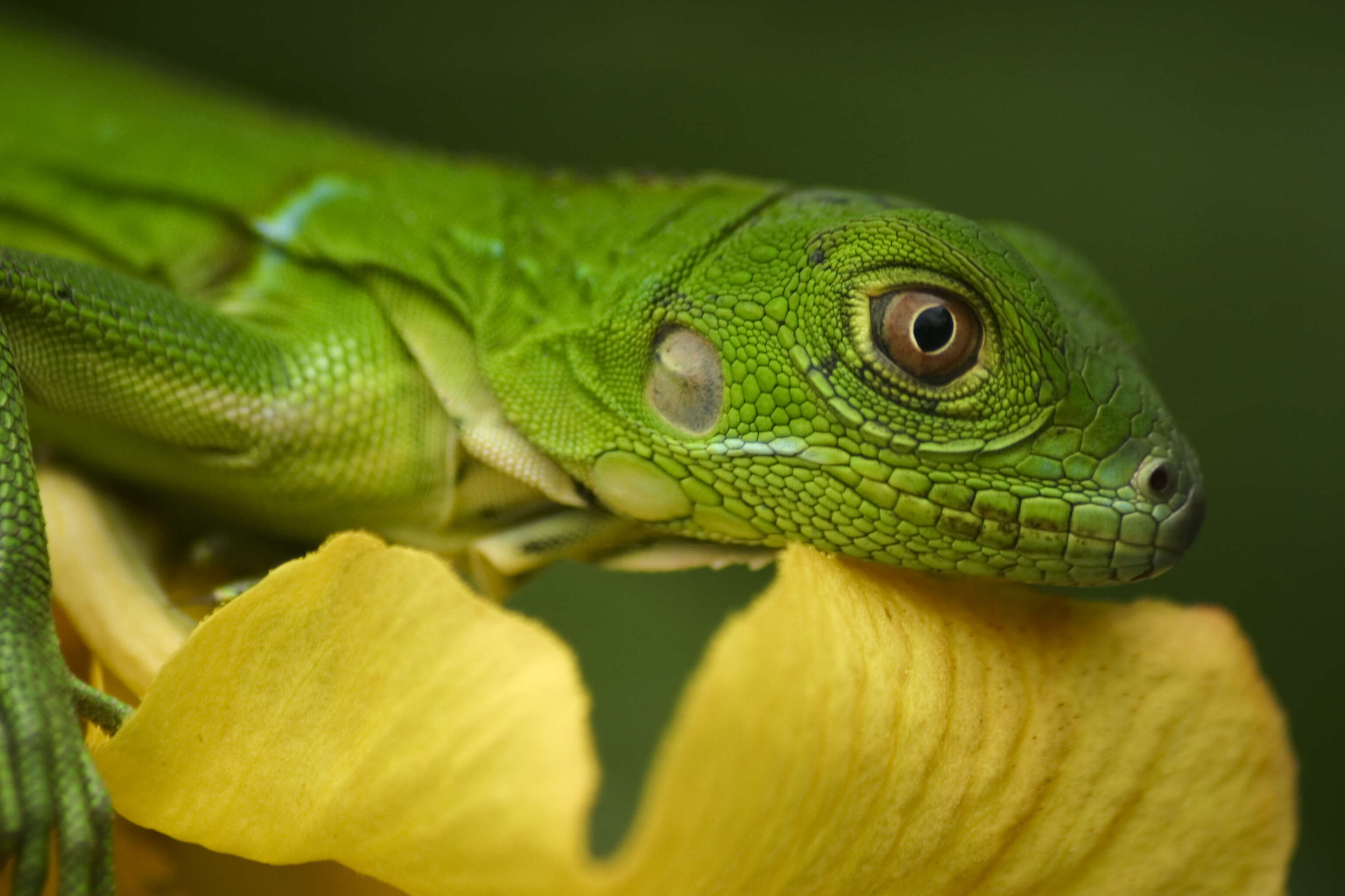 Image of Green iguana