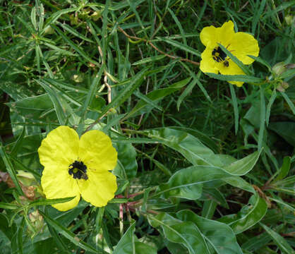 Imagem de Oenothera berlandieri subsp. berlandieri