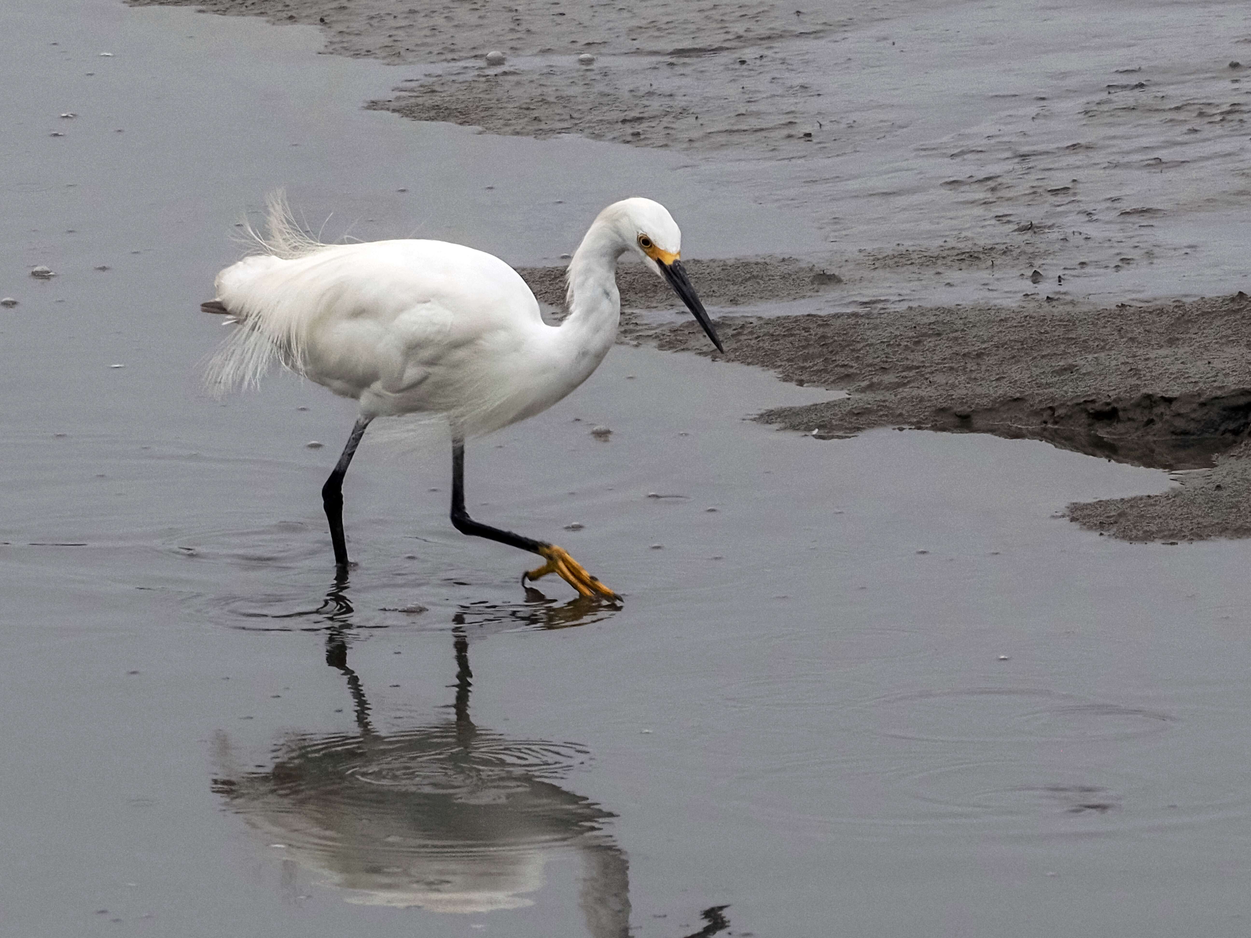 Image of Snowy Egret