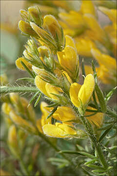 صورة Genista sylvestris subsp. dalmatica (Bartl.) H. Lindb.