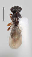 Image of Inostemma soederlundi Buhl 2005