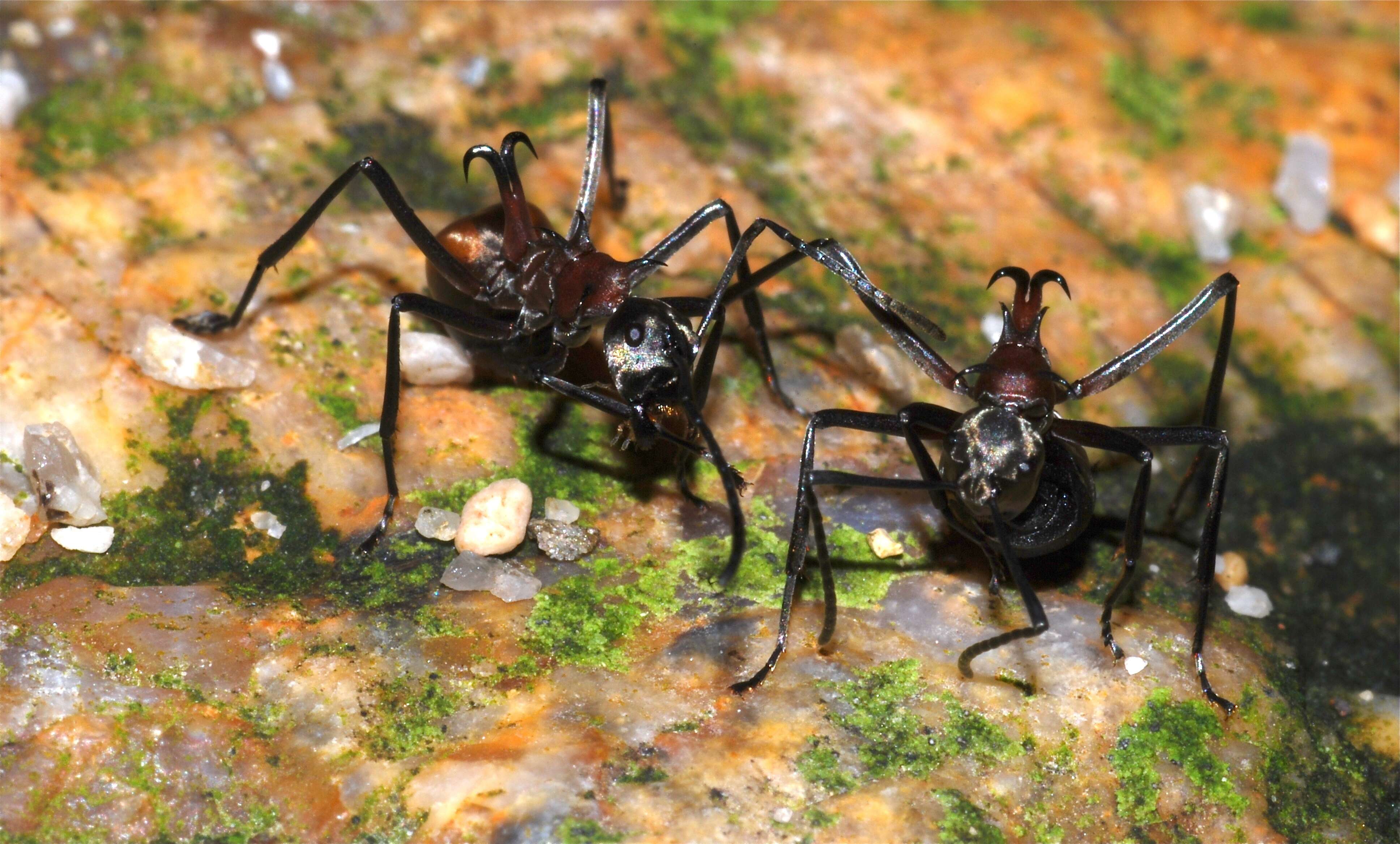 Image de Polyrhachis bihamata (Drury 1773)