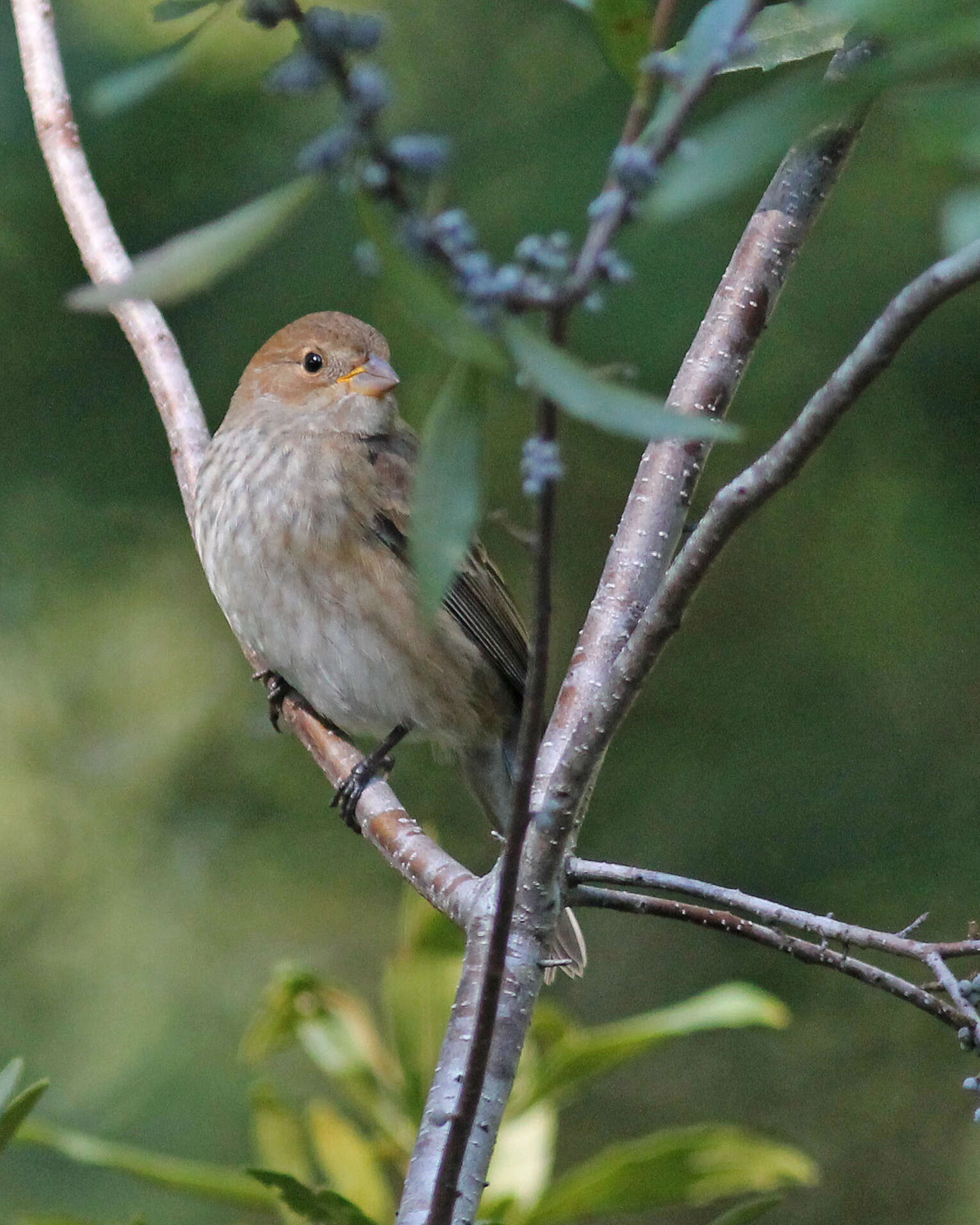 Image of Indigo Bunting